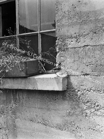 GREY WAGTAIL ON WINDOW SILL